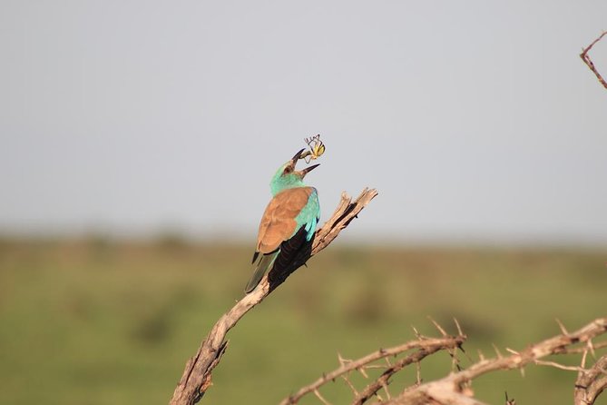 Kruger National Park Private Full-Day Safari - Private Safari Vehicle & Guide - Chasing the Big Five Without Forcing the Day