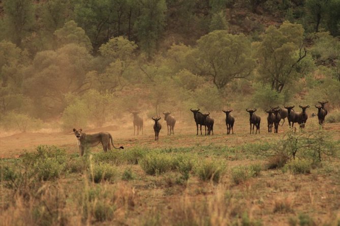 Kruger National Park Private Full-Day Safari - Private Safari Vehicle & Guide - Price and Value: When $571 Per Group Works Best