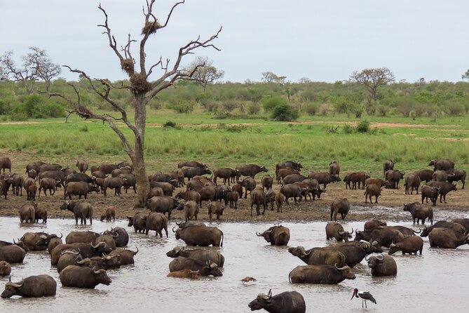 Kruger National Park - Private full day Safari trip. - The 9-hour Kruger safari block, and how to make one day count