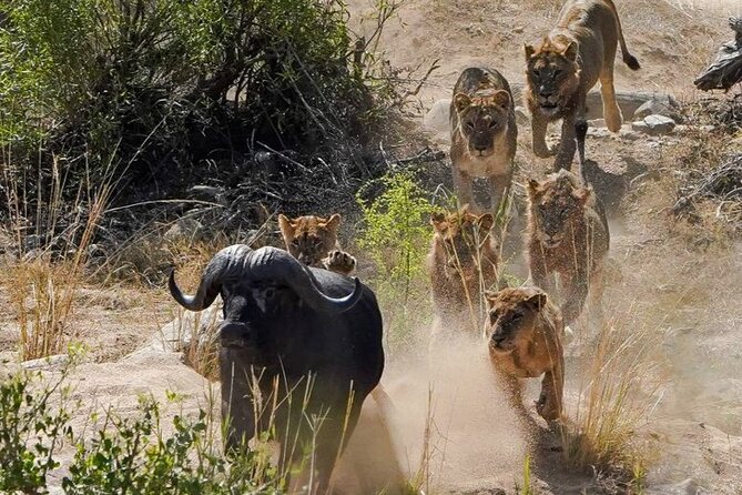 Kruger National Park - Private full day Safari trip. - What you can expect to see, and how to lower disappointment risk