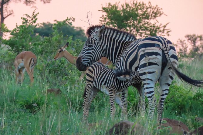 Kruger National Park - Private full day Safari trip. - Who this private full-day Kruger safari suits best