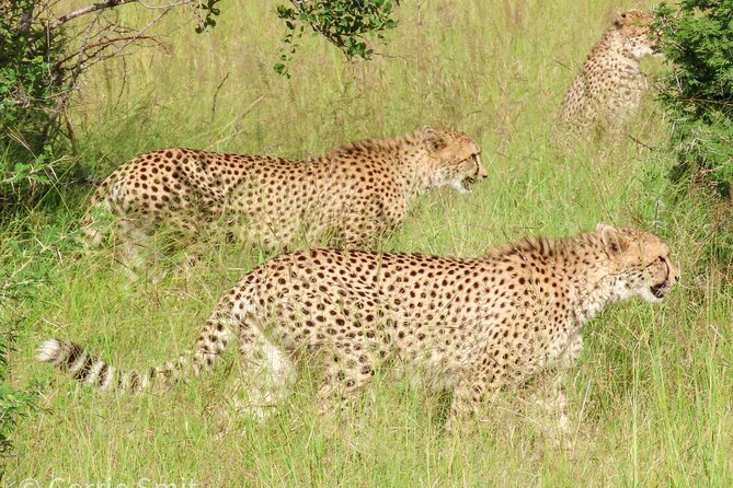 Kruger National Park - Private full day Safari trip. - Should you book this Hazyview private Kruger safari?