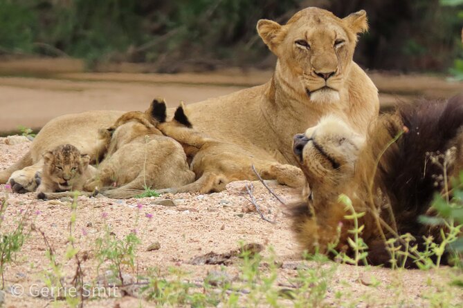 Kruger National Park - Private full day Safari trip. - Price and value: what you pay, what you still need to budget