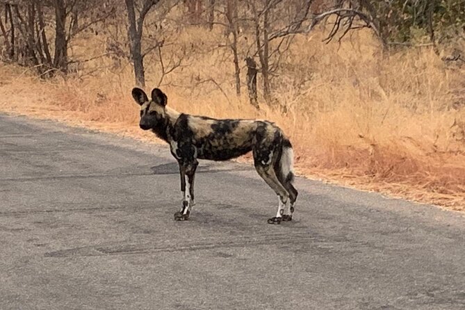 Kruger National Park Private Guided Tour - Family notes for kids, ages, and an open safari vehicle