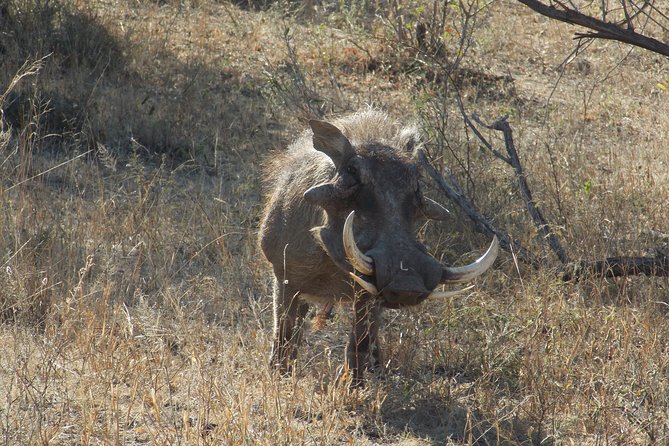 Kruger National Park - Private Sunrise Half day Safari trip. - Sunrise in Kruger: why an early start matters