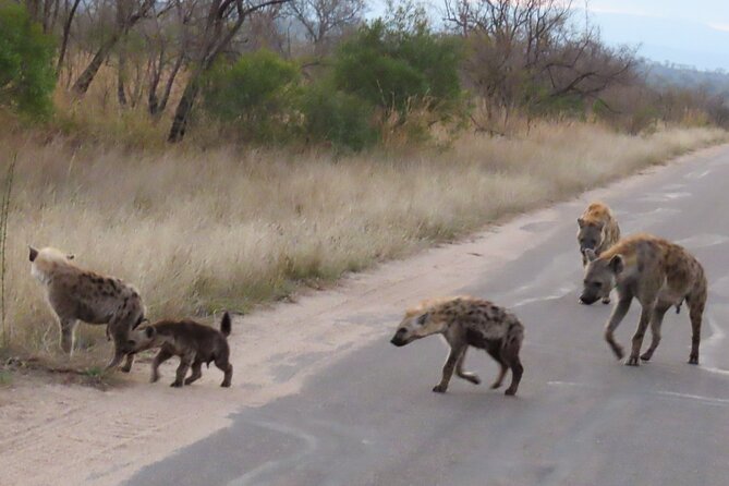 Kruger National Park - Private Sunrise Half day Safari trip. - Hunting the Big Five, Little Five, and Ugly Five (and why the labels help)