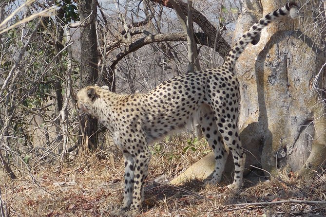 Kruger National Park - Private Sunrise Half day Safari trip. - Comfort breaks and the drive rhythms of a half-day plan