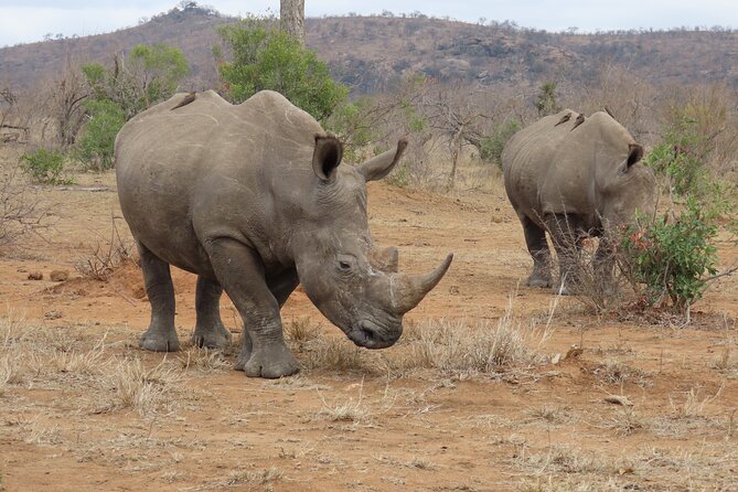 Kruger National Park - Private Sunrise Half day Safari trip. - Pickup, private group feel, and why a single vehicle makes a difference