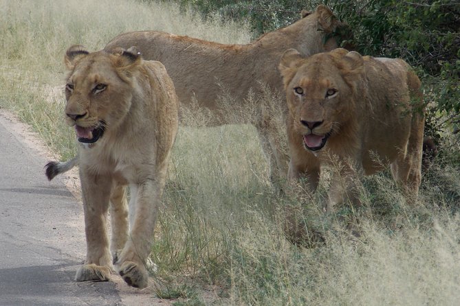 Kruger National Park - Private Sunrise Half day Safari trip. - Price and value: what you pay for, and what to budget for