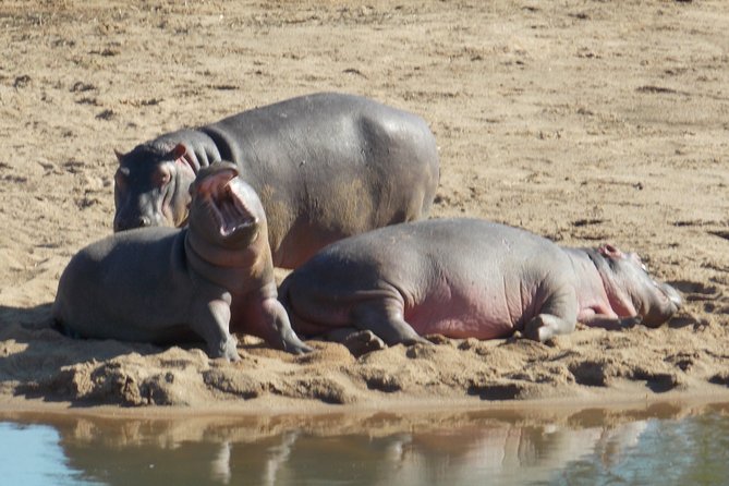 Kruger National Park - Private Sunrise Half day Safari trip. - What is included, what is not, and what to bring