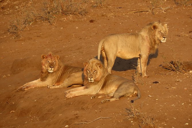Kruger National Park - Private Sunrise Half day Safari trip. - From Hazyview to Phabeni Gate: the 30-minute ramp in