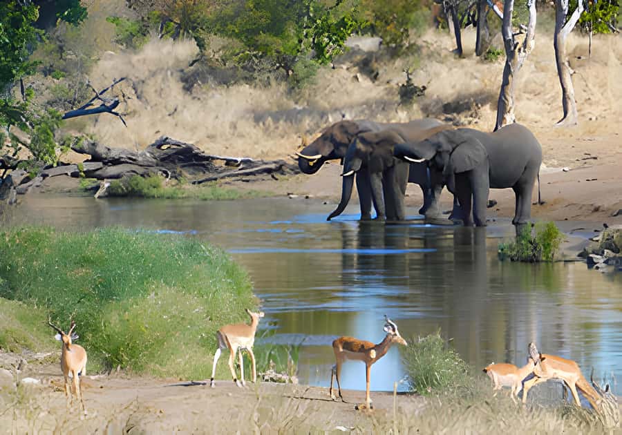 Kruger National Park Safari (Full Day) - Entering Kruger by open safari vehicle