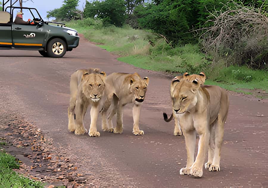 Kruger National Park Safari (Full Day) - What you’re really doing during the 10 hours on the hunt