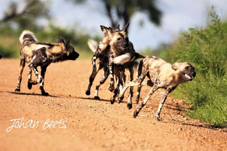 Kruger National Park Safari (Full Day) - Big Five chances, plus the smaller wildlife that steals the show