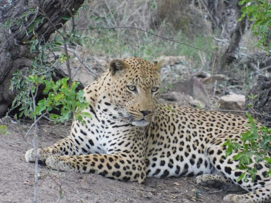 Kruger National Park Safari (Full Day) - How long is “10 hours,” and how to make it comfortable