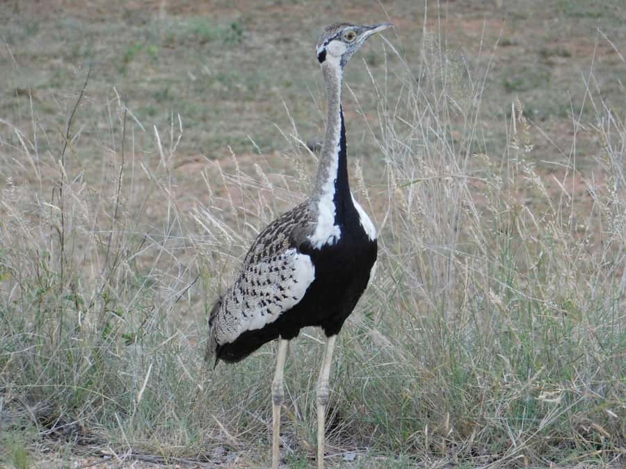 Kruger National Park Safari (Full Day) - Who this Kruger safari is best for