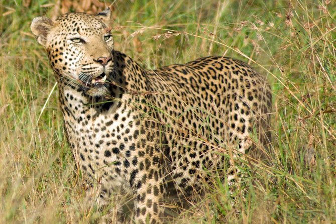Kruger National Park, Safari Game Drive. - Private Means Your Guide Can Focus on Your Group