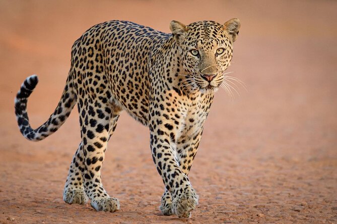 Kruger National Park, Safari Game Drive. - What Happens at Malelane Gate, and Why the Setup Matters