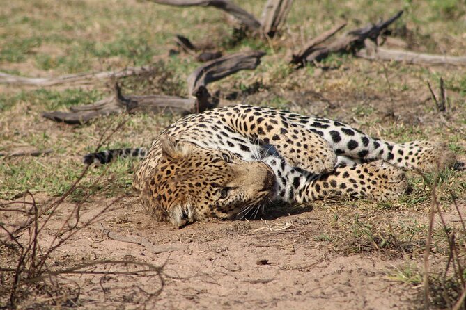 Kruger National Park, Safari Game Drive. - Big Five Targets, Plus the Stuff You Notice When You Slow Down