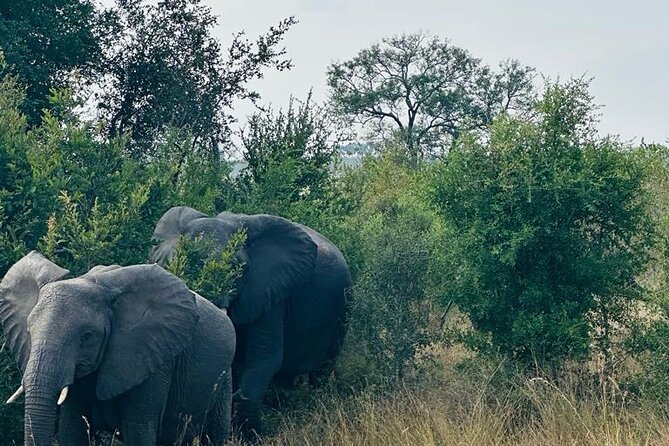 Kruger National Park, Safari Game Drive. - Weather and Heat in Mpumalanga: Plan for Comfort, Not Just Scenery
