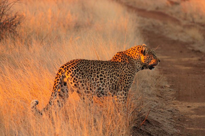 Kruger National Park Sunrise Half-Day Safari Tour - Key points to know before you go