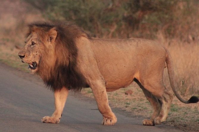 Kruger National Park Sunrise Half-Day Safari Tour - Why a private sunrise drive beats the big-tour scramble