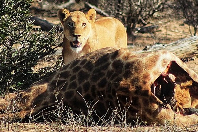 Kruger National Park Sunrise Half-Day Safari Tour - What to wear and pack for a sunrise that turns hot fast
