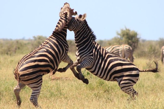 Kruger National Park Sunrise Half-Day Safari Tour - Who this Kruger sunrise safari suits best