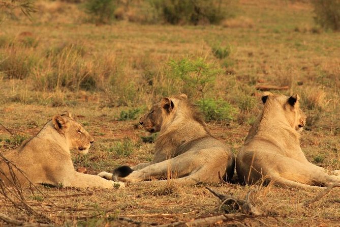 Kruger National Park Sunrise Half-Day Safari Tour - Timing in Kruger: 05h15 or 05h45, plus the 08h00 comfort break