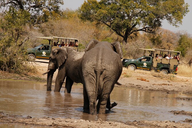 Kruger National Park sunrise Morning Private safari - Why the 5:30 am Kruger sunrise drive is worth it
