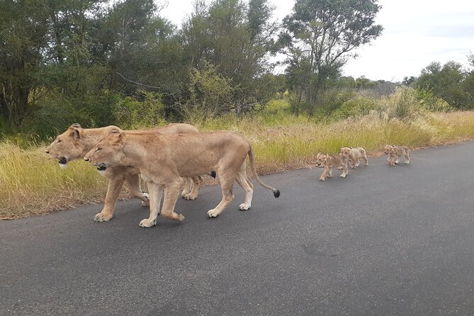 Kruger national park tour 4-days/3nights(Open safari truck) - Key highlights to expect (and plan for)