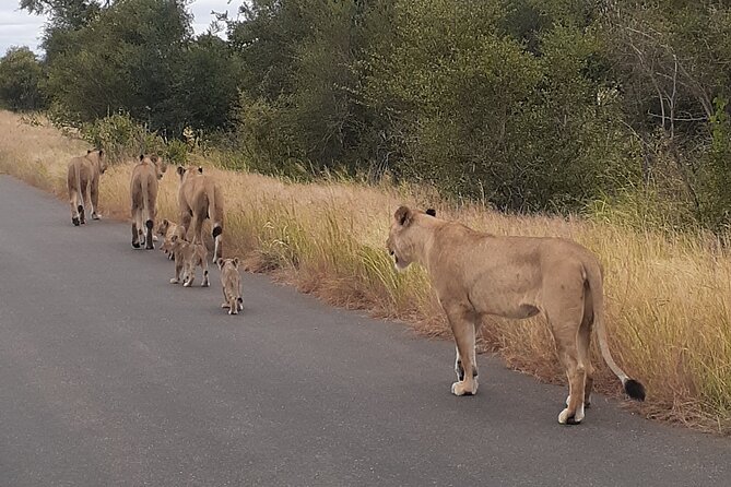 Kruger national park tour 4-days/3nights(Open safari truck) - Day 2: Sunrise game drive from 6:00 to 9:00, then a long afternoon block