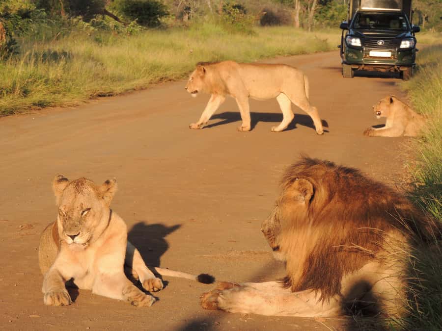 Kruger National Park: Wildlife-Watching Safari - Key things I’d bet on from this Kruger game drive