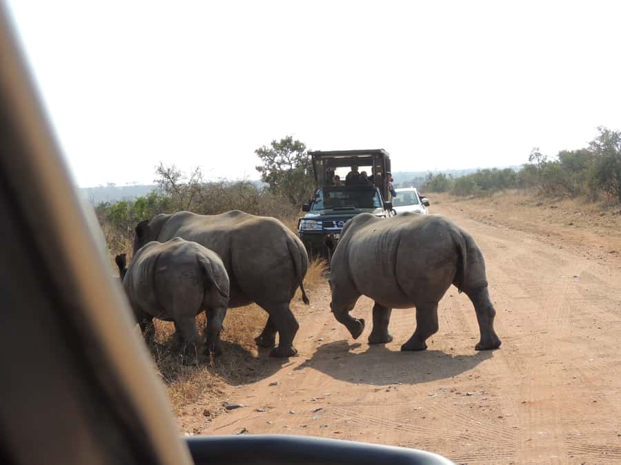 Kruger National Park: Wildlife-Watching Safari - Rules that protect the experience, and why they matter