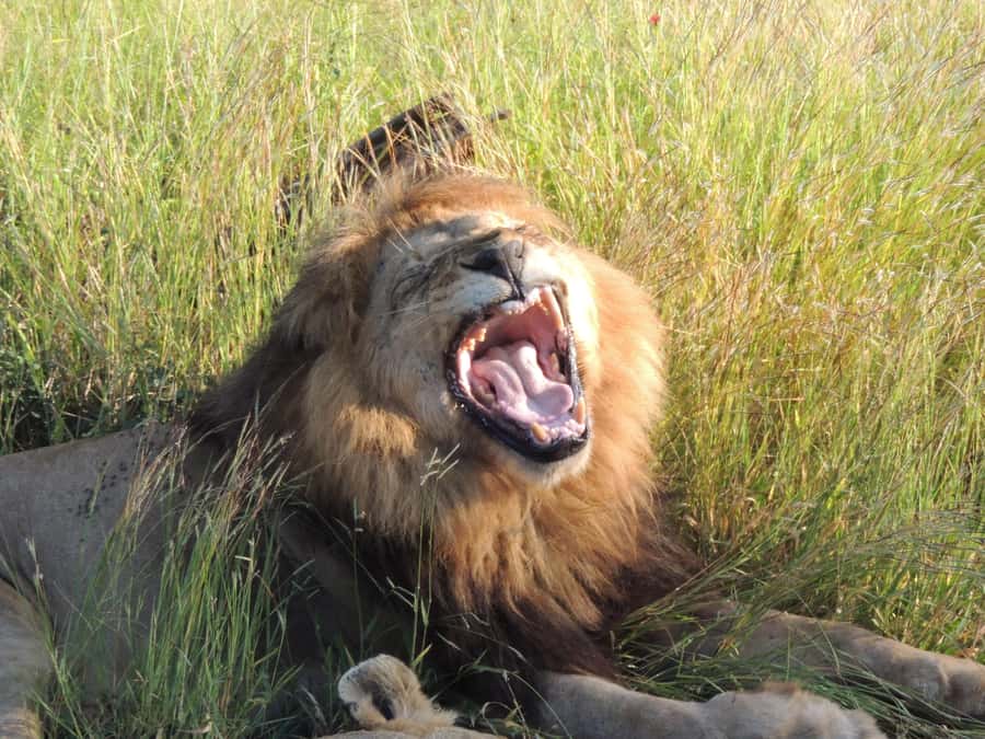 Kruger National Park: Wildlife-Watching Safari - Kruger at dawn, when animals feel less shy