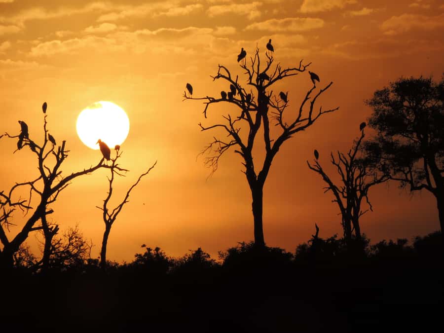 Kruger National Park: Wildlife-Watching Safari - A guide who works the sightings, like Jerry did