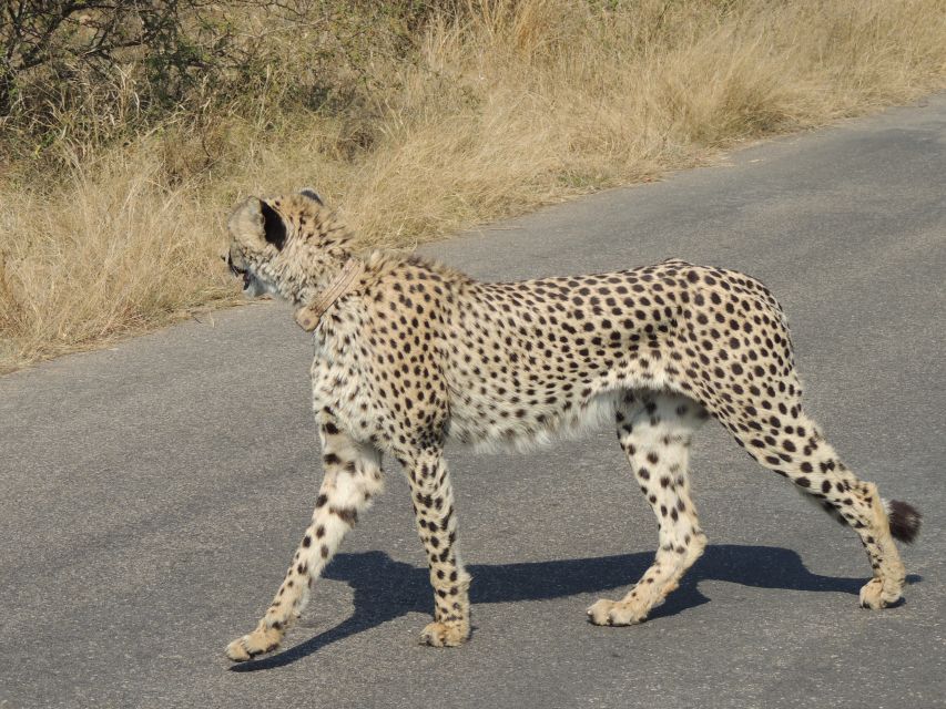 Kruger National Park: Wildlife-Watching Safari - How the day unfolds: the rhythm of a half-day game drive