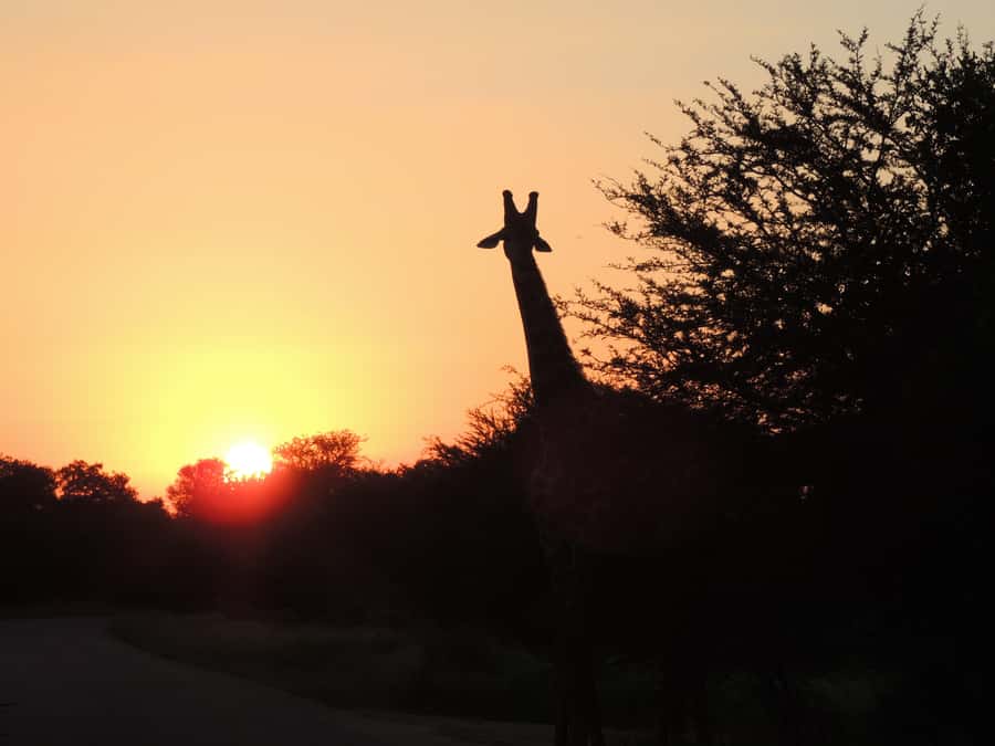 Kruger National Park: Wildlife-Watching Safari - Big cats and the Big Five odds, what to realistically hope for