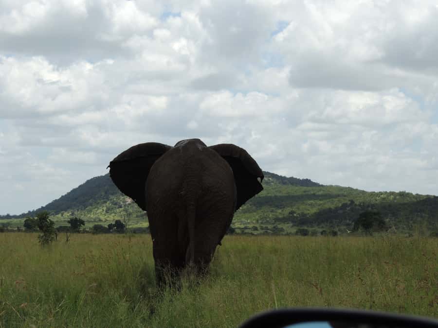 Kruger National Park: Wildlife-Watching Safari - Fauna, flora, and birdlife: the safari education you actually use