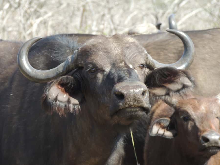 Kruger National Park: Wildlife-Watching Safari - Price and value: what $63 covers, and what it does not
