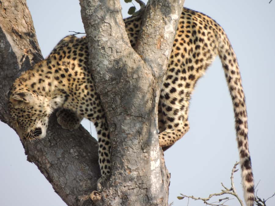 Kruger National Park: Wildlife-Watching Safari - What to bring for comfort and better photos