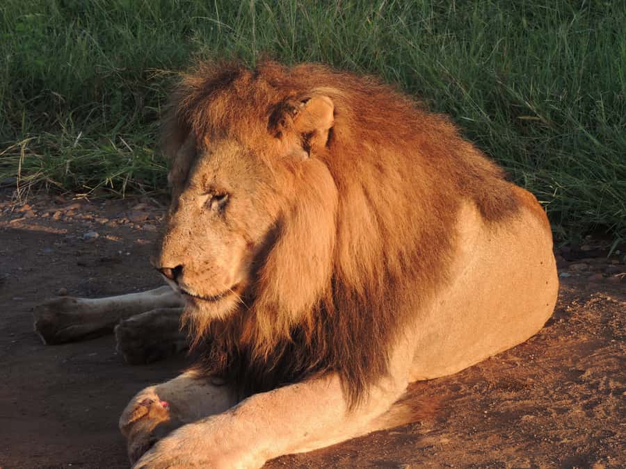 Kruger National Park: Wildlife-Watching Safari - What the open safari vehicle really changes for you