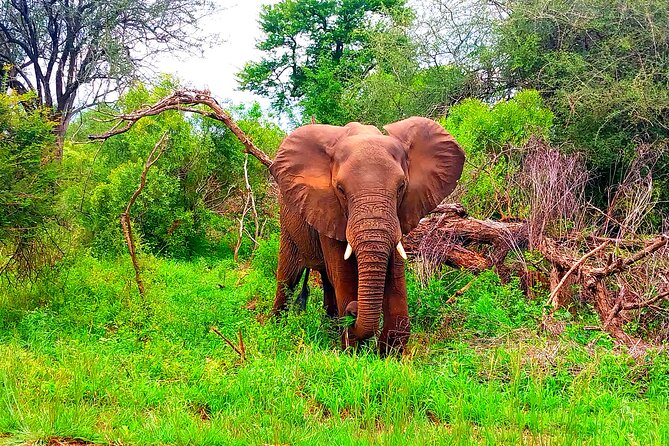Kruger Park Full Day Guided Safari - Key highlights that matter on the ground