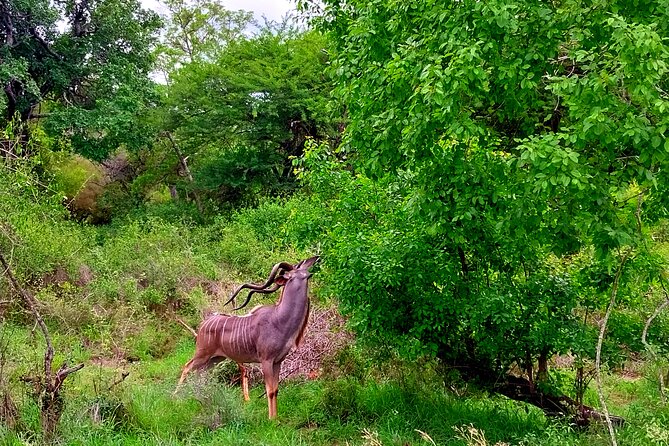 Kruger Park Full Day Guided Safari - Kruger National Park at dawn, and why the timing is the whole game