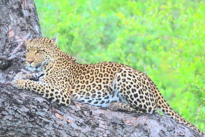 Kruger Park Full Day Guided Safari - The Big Five hunt, plus what else you’ll likely spot