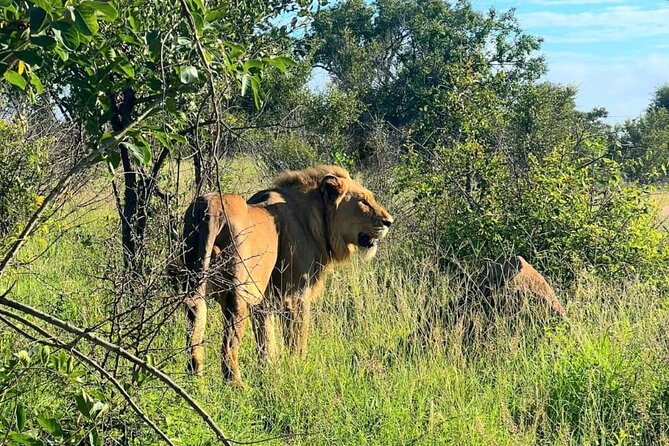 Kruger Park Full Day Guided Safari - Skukuza stop for coffee or breakfast, and why “meal stops” are not just breaks