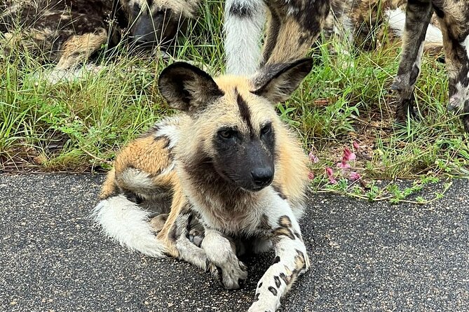 Kruger Park Full Day Guided Safari - Midday game drive plus lunch around 12h45 to 13h45