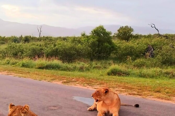 Kruger Park Full Day Guided Safari - The best way to use a guided Kruger day: your job during the drive