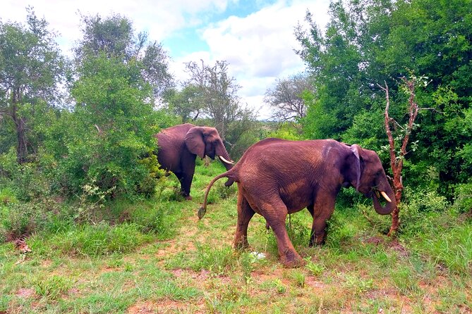Kruger Park Full Day Guided Safari - Price and value: what $110.71 really buys you