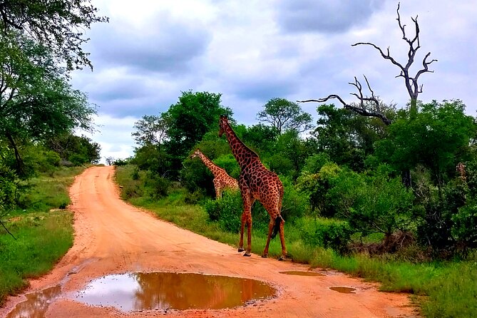 Kruger Park Full Day Guided Safari - Entering Kruger through Phabeni Gate, then the first game drive rush